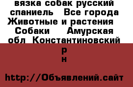 вязка собак русский спаниель - Все города Животные и растения » Собаки   . Амурская обл.,Константиновский р-н